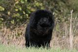 CHOW CHOW 451